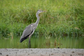 Grey heron (Ardea cinerea)