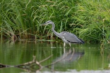 Grey heron (Ardea cinerea)