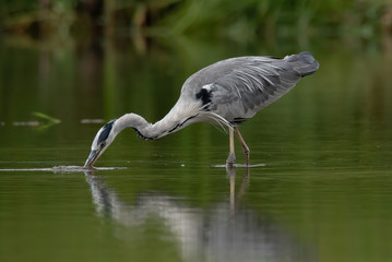 Grey heron (Ardea cinerea)