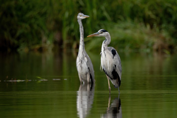 Fototapeta premium Grey heron (Ardea cinerea)