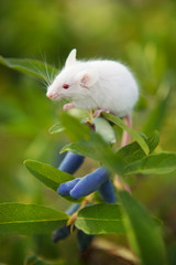 White mouse sitting on a green branch of honeysuckle berry