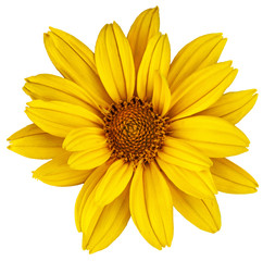 Beautiful yellow daisy. The Latin name is Heliopsis. Isolated image on white background
