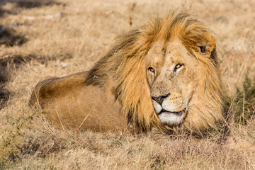 Obraz premium captive male lion