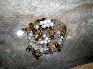 Wasp species polished on nest. Wasp nest