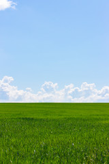 Green field and blue sky with white clouds, the background wallpaper landscape vertical. Rural landscape with wheat sprouts, sky with clouds, a clear sunny day © OlgaKorica