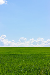 Green field and blue sky with white clouds, the background wallpaper landscape vertical. Rural...