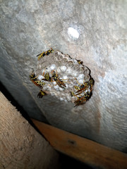 Wasp species polished on nest. Wasp nest
