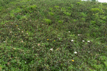 Bush, green leaves background. Natural tropical nature forest foliage.
