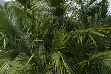 Obraz na płótnie Canvas Green thin long leaves . Plant with narrow leaf