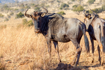Obraz na płótnie Canvas single african blue wildebeest
