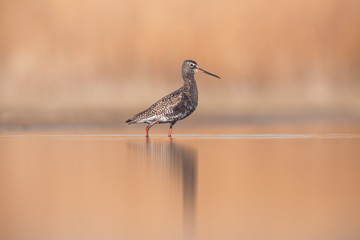 Spotted Redshank (Tringa erythropus)