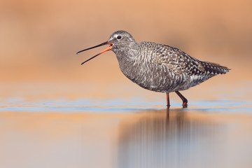 Spotted Redshank is calling (Tringa erythropus)