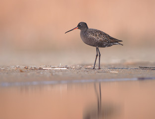 Spotted Redshank (Tringa erythropus)