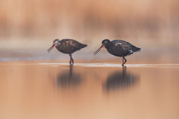 Two spotted redshanks (Tringa erythropus)