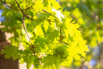 Naklejka na ściany i meble Maple leaves. A branch of the tree Maple. Green natural background. Maple symbol of Canada.