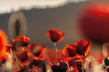 red poppies in the field in evening light. beautiful nature background with flowers. hill blurred...