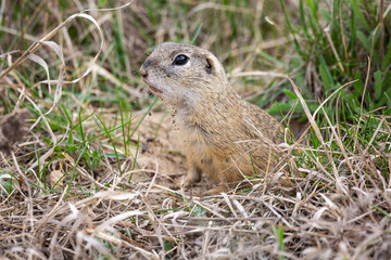 Naklejka na ściany i meble European ground squirrel (Spermophilus citellus) in his natural environment standing in front of his burrow