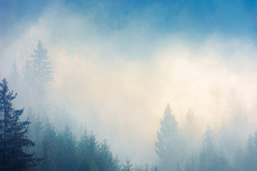 coniferous trees in the fog on the hill. amazing nature phenomenon in the chilly morning. awesome autumn background. deep atmospheric scenery in yellow and cyan tones. beautiful relaxing moment.