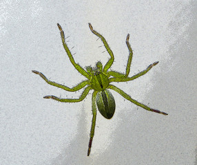 aranha