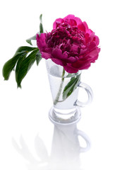Peonies in a glass vase isolated on white background. Romantic gift. Vertical shot