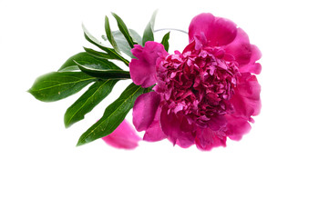 Big peony isolated on white background. Romantic gift