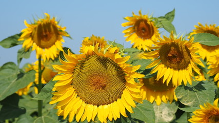 Yellow sunflowers. Wonderful rural landscape of sunflower field in sunny day