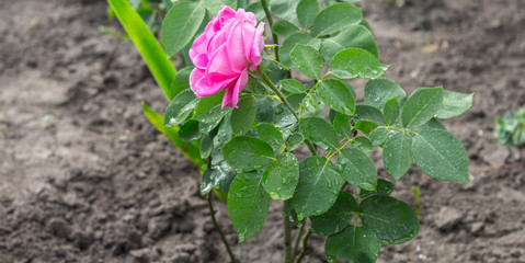 a beautuful garden rose in the garden