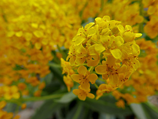 immagine di moltitudine di fiorellini gialli