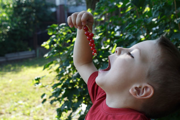 a beautiful baby boy eating a red berry in the garden