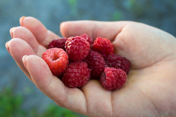 a ripe juicy tasty raspberries in the hand of a girl