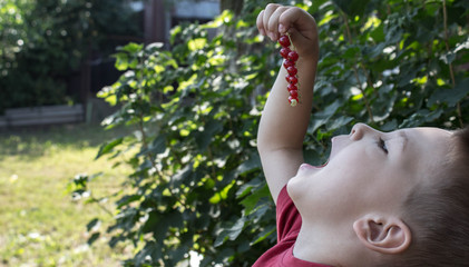 a beautiful baby boy eating a red berry in the garden