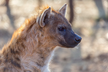 head detail of an african spotted hyena