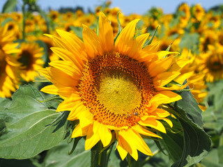 Yellow sunflowers. Wonderful rural landscape of sunflower field in sunny day