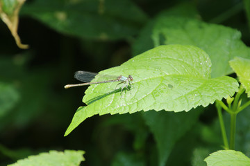 Blue Dragonfly Sunning on a Leaf