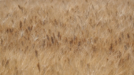 Gold Wheat Field. Beautiful Landscape. Background of ripening ears of meadow wheat field. Summer time