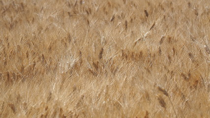 Gold Wheat Field. Beautiful Landscape. Background of ripening ears of meadow wheat field. Summer time