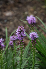 Purple Liatris after the Rain