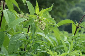 Rain Drops on the Leaves