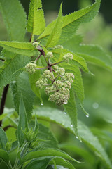 Rain Drops on the Buds