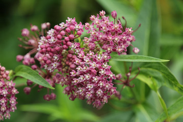 Small Pink Star Shaped Flowers