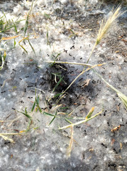 Animal World. High concentration of pollination grain. Food delivery service. Ants with the anthill covered in pollen grain, the food in the door of the house. The insect colony is working in spring.