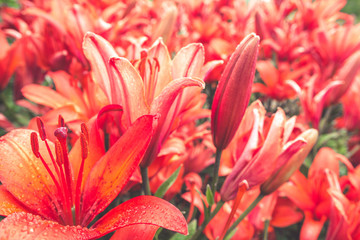 Fototapeta premium Flowers lily coral color on the background of nature, summer background