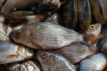 Texture of scales of the fresh river fish caught early in the morning. Ready photo background. Macro.