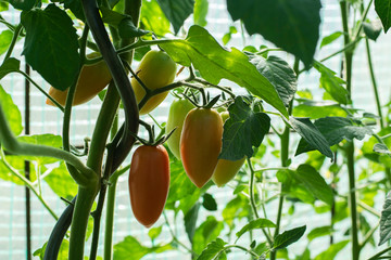 Sweet pepper plant ,paprika red green and yellow fruits