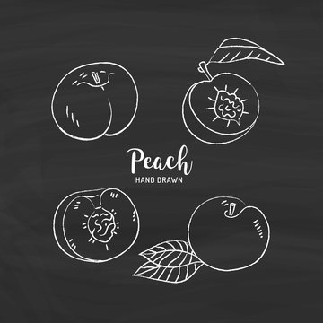 Peach fruit drawing, Peach fruit cut in half with bone. Sketch of peaches with chalk on blackboard. Vector isolated illustration