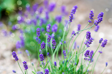 lavender flowers in a garden