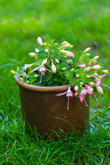 fuchsia flowers in a pot