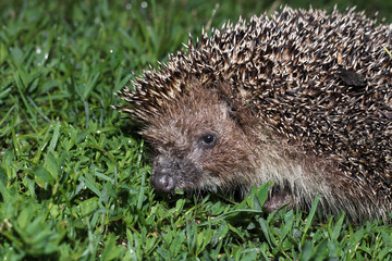 Hedgehog, wild animal with cute nose close up. Native European adult little hedgehog in green grass.