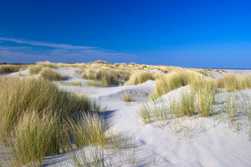 the dunes, Renesse, Zeeland, the Netherlands