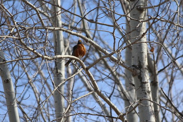Robin in the spring
